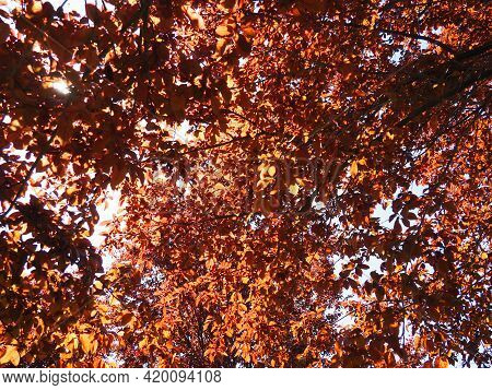 Red-leaved Tree With A Lush Crown. Counterlight From The Sun. Autumn Leaves. Red-leaved Plum As An O