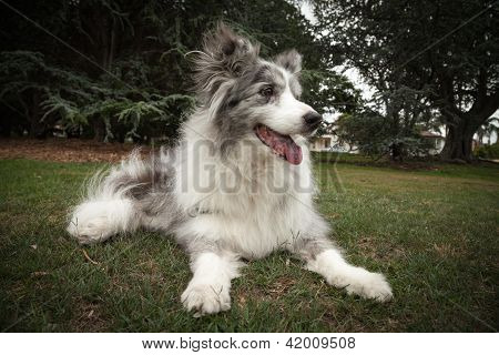 Ancianos Blue Merle Border Collie acostada en un parque