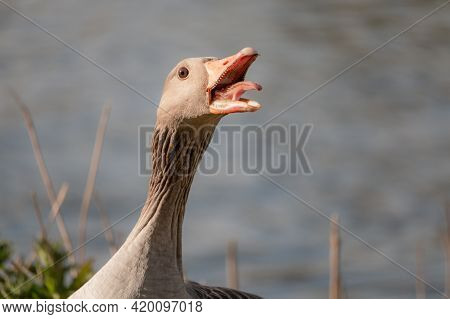 Head Shot Of A Hissing Greylag Goose, Anser Anser. The Greylag Goose Is A Species Of Large Goose In 