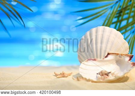 Pectinida Seashell, Starfish And Other Saltwater Clams On The White Sand Beach. Seashore On A Sunny 