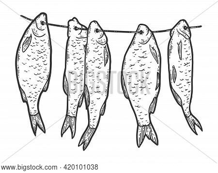 Five Dried Fish Hanging On A Rope. Sketch Scratch Board Imitation.