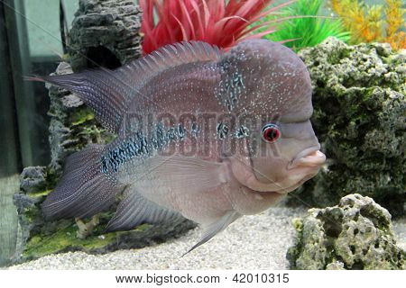 Aquarium Redhead Cichlid