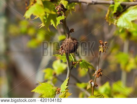 Platanus, Sycamore Or Planetree Dry Fruit With Achenes