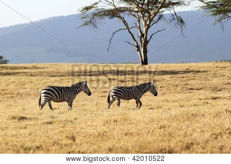 Due zebre fotografate vicino lago Naivasha, in Kenya.