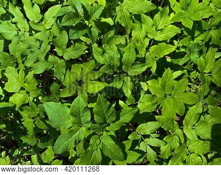 Background Of The Corchorus Shrub Close-up. Sprouts Of A Young Jute Bush