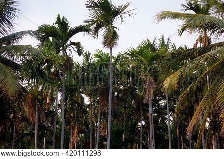 View Of Areca Palm Tree Plantation. Betel Tree Plantation Along With Coconut Trees.