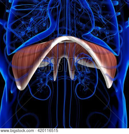 Diaphragm Human Respiratory System Anatomy For Medical Concept 3D Rendering