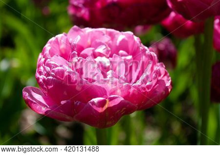 Peony-flowered Tulip Pink Size, Gorgeous Rose-pink Petals. Spring Blooming In Mozirskiji Gaj Park Sl