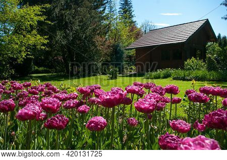 Field Of Peony-flowered Tulip Pink Size, Gorgeous Rose-pink Petals. Spring Blooming In Mozirskiji Ga