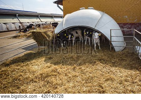 White Plastic Calfhutch On Straw. Little Calf Standing In Cage In Livestock Barn On Daity Farm. Catt