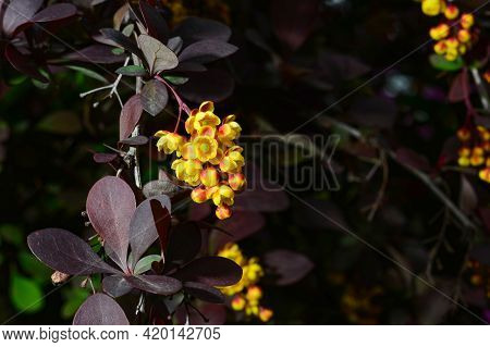 Berberis , Japanese Barberry Ornamental Flowering Shrub, Beautiful Small Yellow Petal Flowers In Blo