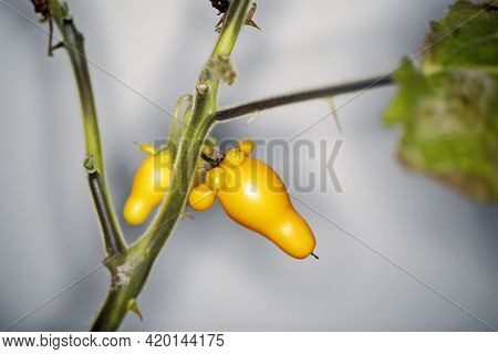 Fruit Of Solanum Mammosum