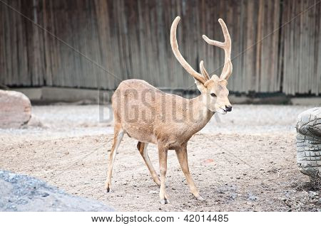 Sambar Deer