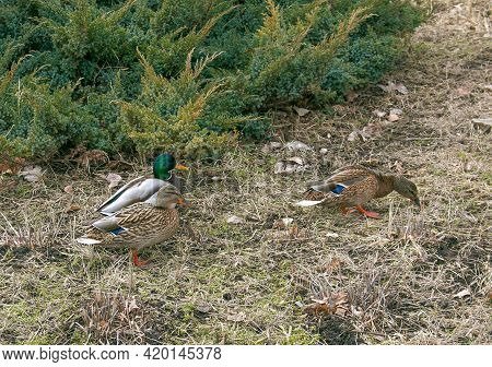 Ducks Walk On Old Autumn Grass Against The Background Of A Juniper Bush. In Early Spring, Ducks Are