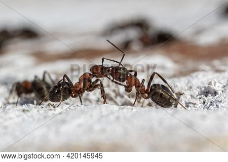 Communication Between Ants. Two Ants Exchanging Information