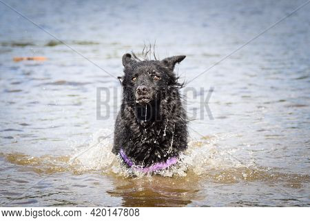 Mudi Dog Is Swimming In The Water. He Loves Water And He Jump For Stick.