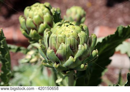 Fresh artichokes growing in a garden. Vegetables for a healthy diet. Horticulture artichokes, close up shot of green artichokes growing in garden. Artichokes are eaten world wide. 