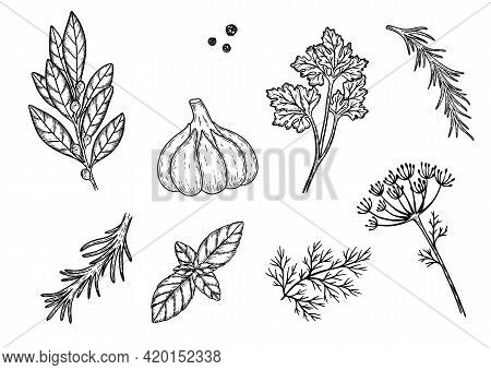 Sketches Set. Hand Drawn Dill, Parsley, Garlic, Basil. Cooking Ingredients Concept.