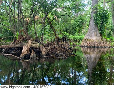 Cypress Swamp River In Florida