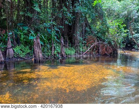 Cypress Swamp River In Florida