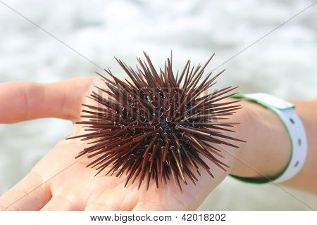 A Palm Tengerisünök