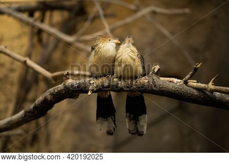 Couple In Love Guira Cuckoo Sitting On A Branch, Wildlife