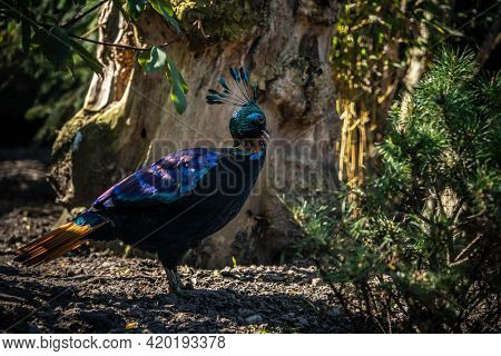 Incredibly Beautiful Himalayan Monal Walks In The Park, Wildlife