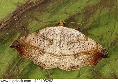 Closeup Of The Beautiful Hook-tip Moth , Laspeyria Flexula , With Open Wings On A Green Leaf