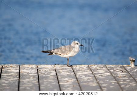 Sea Gull