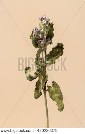 Dried tweedia oxypetalum flower on a beige background