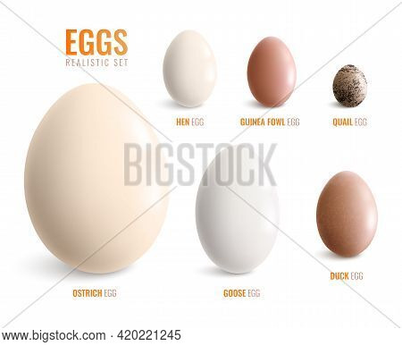 Colored Realistic Eggs Icon Set With Eggs Of Ostrich Hen Goose Duck Guinea Fowl Quail Vector Illustr