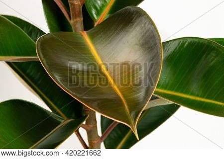 Closeup of fresh Indian rubber plant leaves
