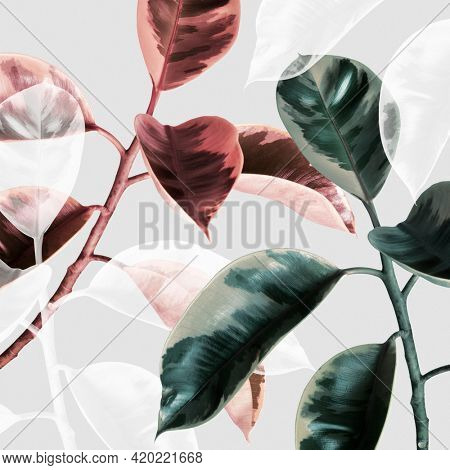 Transparent effect on an Indian rubber plant