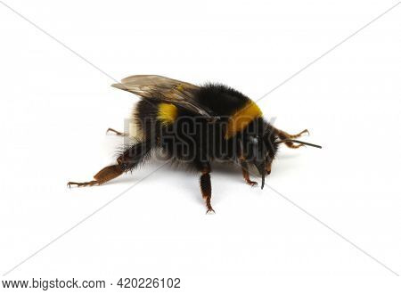 Buff-tailed bumblebee, Bombus, isolated on white background