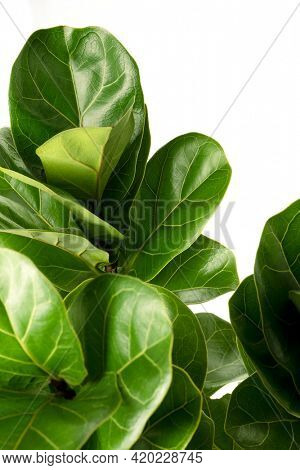 Close up of a Fiddle-leaf fig plant on white background