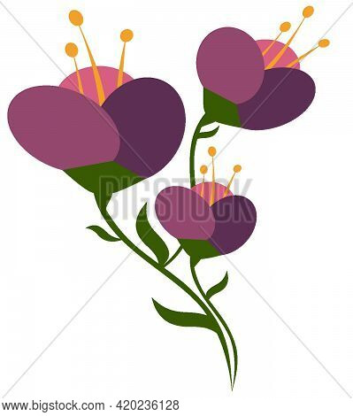 Purple Flowers With Yellow Stamens. Flowers On A Green Stem. Composition Of Purple Flowers. Isolated