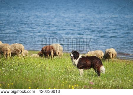 Karakachan Dog Protecting A Herd Photographed During Daytime. The Picture Is Taken Near Batak Dam, B