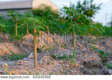 Tapioca Fields On Natural Background. Grow Cassava. Season Of Planting Cassava. Mixed Garden Between