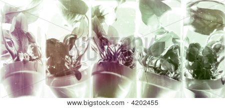 Aquatic Plant