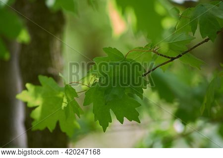 Photo Of A Spring Forest, Blossoming Green Leaves On Trees