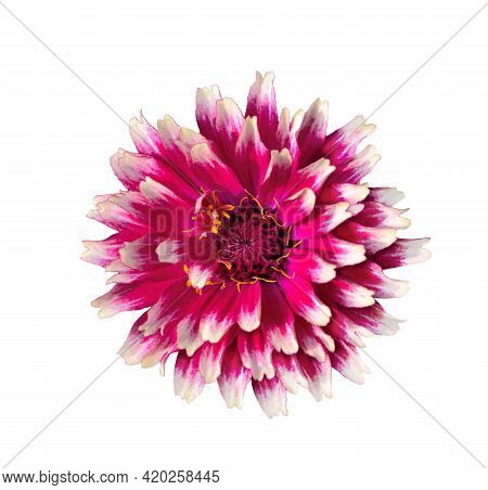 Beautiful Terry Vivid Pink Zinnia Flower With White Edges Of Petals, Isolated On White Background, M