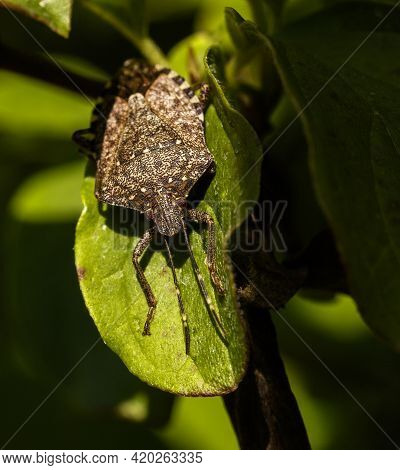 Macro Of A Bedbug On A Leaf Near A Wood