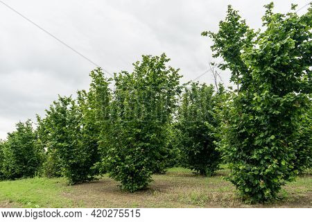 A Field Of Hazelnuts, Piedmont - Italy