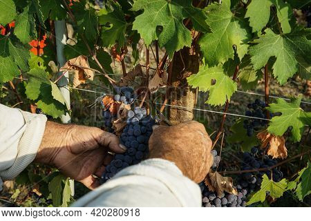 Harvest In A Vineyard At Cannubi In Barolo, Piedmont - Italy