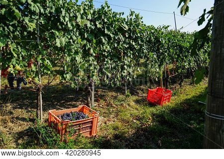 Harvest In A Vineyard At Cannubi In Barolo, Piedmont - Italy