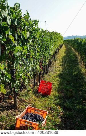 Harvest In A Vineyard At Cannubi In Barolo, Piedmont - Italy