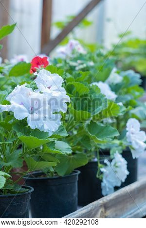 Pink Geranium Flowers. Sunlight. Beautiful Little Flower Of Geranium. Floristry. Ivy-leaf Pelargoniu