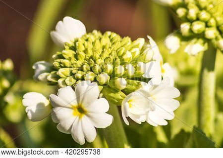 Opening Snow-white Inflorescence Of Fine-toothed Primrose Close-up.