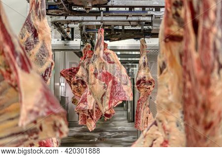 Chopped Beef Carcasses. Overhead Conveyor For Cow Carcasses, Meat Production.