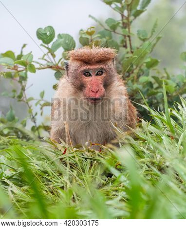 Toque Macaque Staring At The Camera, The Foggy Steep Slope Behind Him, Cold Rainy Forest Habitat Of 